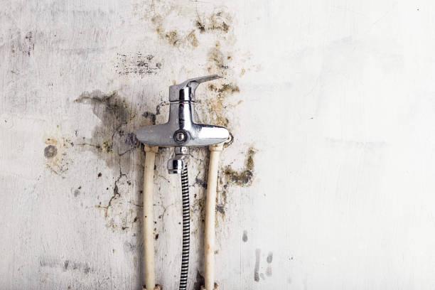 Best Kitchen Mold Remediation in Ridgeway, AK