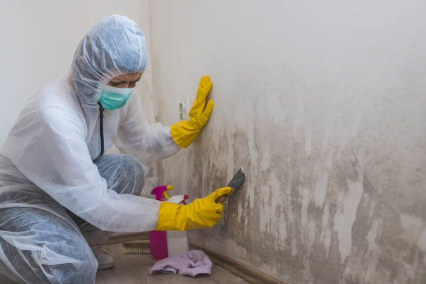 Best HVAC Mold Remediation in Ridgeway, AK
