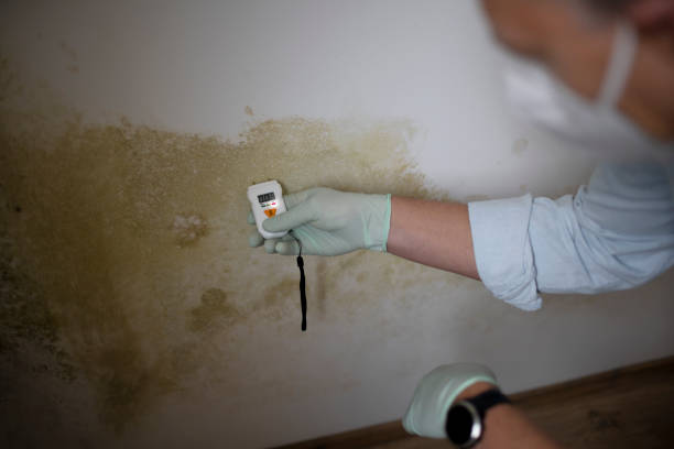 Best Mold Remediation for Schools in Ridgeway, AK