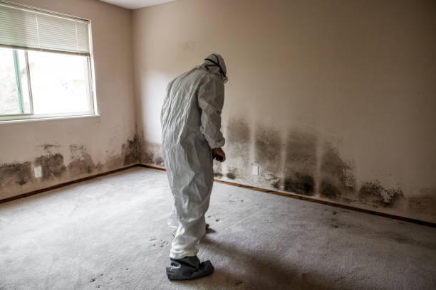 Professional Mold Remediation in Ridgeway, AK