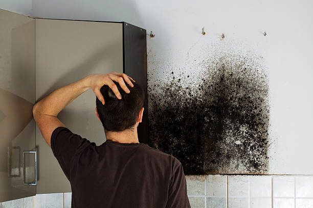 Best Emergency Mold Remediation in Ridgeway, AK